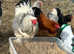 Large fowl Brahma boys
