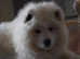 AMAZING Samoyed FCI Puppies Male and Female READY