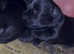 Scottish terrier puppy's
