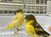 Large selection of finches and Canary