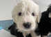 Beautiful old English sheepdog puppies