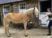 Gorgeous golden halflinger