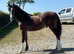 Welsh section C yearling Colt