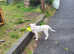 Welsh collie mix blue eyes female!
