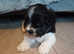 Beautiful puppies