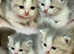 British shorthair bicolour kittens TICA