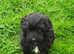 Cockalier X Poodle puppies
