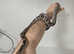 Rat snake for sale
