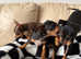 PUPPYS FOR SALE
