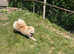 Chow puppies