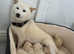 Japanese Shiba Inu puppies