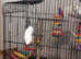 Budgies