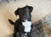 Loving home wanted for  an 18 month old Patterdale Terrier