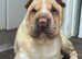 Male shar pei