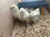 Silkie chicks