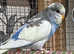 1 young MALE budgie for sale
