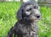 One Gorgeous Silver Mini Labradoodle, ready to go