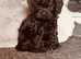 True toy cavapoo boys available exclusively health tested parents