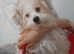 Gorgeous puppies for final discount sale