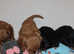Gorgeous Cavalier King Charles Spaniel puppies