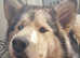 Bi eyed sable bitch alaskan  malamute