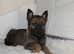German shepherd puppies
