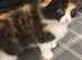 Amazing long haired Scottish fold babies