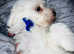 Maltese puppy for sale