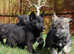 Rare wolf/grey Tamaskan female puppy PRICE REDUCTION