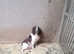 Kc English springer spaniels