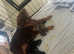 Norjack puppies