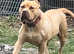 American bully