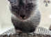 NOW RESERVED Adorable Rare Lykoi Werewolf Kitten Girl