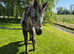 Grade a appaloosa filly