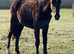 Yearling filly to make 15.2