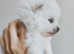 KC white Pomeranian boy