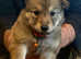 Rare and Gorgeous Utonagan Wolfalike Puppies