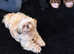 Baby girl shihpoo £350 if taken today