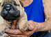 Gorgeous shar pei puppies available
