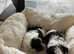 Beautiful female Biewer Yorkshire terriors