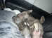 Bullscaff Pharaon puppy's