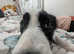 Affectionate Young Border Collie "Echo" Seeks Loving Home!