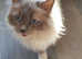 Beautiful, extremely affectionate female Ragdoll.