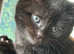 Last girl Maine coon cross kittens only 1 left ready this weekend