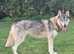 Rare Breed Pedgree and Registered Tamaskan female Tamaskan  puppy PRICE REDUCTION