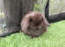 Chocolate and chocolate torte mini lop baby rabbits *READY SOON*