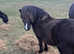 3 Year Old 11.2hh Welsh Partbred Filly