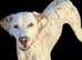 Top Quality Dalmatian Boys ready to go