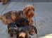 Gorgeous Mini-Wire Dachsund Boy