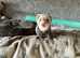 3 Amazing non Bonded Ferrets for Sale for their Forever loving home